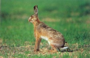 Πυρά εναντίον ειδικού φρουρού … για ένα λαγό!